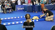 现实版“龟兔赛跑”，谁能更胜一筹？镜头拍下全过程