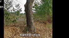 最坚强的婴儿！泰国一刚出生婴儿在被人虐待埋进土坑，救出后竟奇迹般恢复健康！