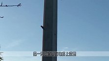 啄木鸟竟然还有我啄不动的树，网友这是电线杆！