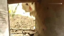 墙洞里露出一条黑花猫尾巴，男子一把抓上去怎么是一只白猫呢