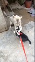 狗子：二哈弟弟别走，进来陪我玩会儿啊！