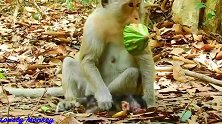 小猴子生病了，它难过的趴地面上