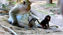 母猴对身边的大猴子发起挑衅，丝毫不考虑小猴