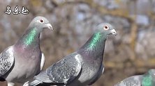 信鸽鉴赏：精品赛鸽，个个都油光滑亮，让人爱不释手