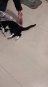 黑猫警长就是喜欢我们这里盘它