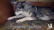 狗子太护食连主人都不放在眼里，网友：这狗还能要