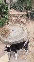 狗子：这是我的地盘，别想拿走我的东西！