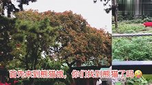 11个月宝宝第一次来动物园，看到动物热情尖叫，逗得众人哈哈笑