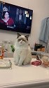猫：主人你还要看多久呀，我都困得不行了！
