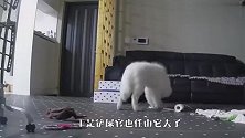 主人出门后，萨摩耶在家干了件大事，网友：这下明白沙发的构造了