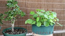 富人都在养的3种招财花，旺财又长寿，赶紧往家里添一盆