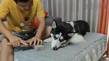 在狗狗面前磨刀霍霍，二哈会是啥反应？看完差点把我笑岔气