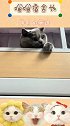睡在我上铺的小猫咪