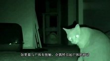 为什么人去世以后,猫不能靠近尸体,不是迷信,有科学依据