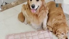 金毛老婆来大姨妈了，狗狗还知道拿垫子过来让老婆躺上面，太暖了
