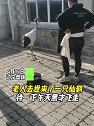辽宁盘锦：老人去世，来了一只仙鹤，待一下午天黑才飞走
