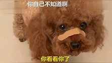 主人让泰迪学习，泰迪我宁愿受惩罚也不愿意学习，你自己看着办