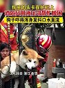 浙江金华：狗子的头卡在护栏上，消防员用液压钳帮忙脱困