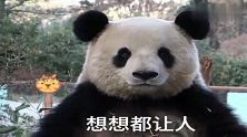 熊猫：我太难了，我疯狂的吃竹子其实是想减个肥！