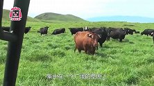 美国露天养牛场，让牛接受阳光和风雨的洗礼，每天派牛仔检查