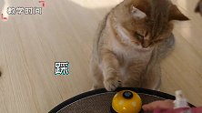 猫咪也能学会按铃要饭？老猫犟嘴死活不学，小猫几次就学会！