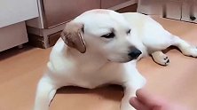 狗狗老大不会演装死被揍，笨孩子，跟我学！看完忍住别笑