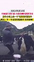 牛群道路上拦住车辆被放牛小哥一脚踹飞  好脚法好走位！