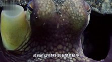 世界上最伟大的章鱼妈妈！生宝宝后立即选择自杀，真相让人心酸！