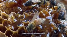如何获取价值连城的蜂窝？老外教你一招，结果赚发了