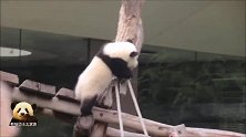 奶爸高举着沾了蜂蜜的勺子，哄熊猫宝宝梦圆来吃，好可爱的一幕