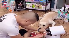 狗狗小七看主人用钳子修电器太笨，打开抽屉拿出螺丝刀，真聪明！