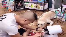 狗狗小七看主人用钳子修电器太笨，打开抽屉拿出螺丝刀，真聪明！