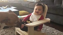 妈妈把宝宝放到餐椅上，狗狗做了一个动作，让宝宝笑个不停