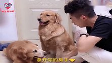 铲屎官想跟金毛迪迪媳妇握手被揍，大迪：你想干啥？看完忍住别笑