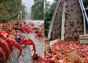 澳大利亚超5000万只红蟹迁徙，所到之处满眼红色