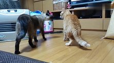 暹罗猫对着橘猫叫半天，橘猫一脸淡定：就喜欢你打不过我的样子