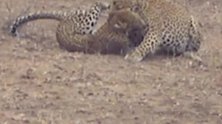 小豹子找母豹玩耍，不小心被咬死，母豹的行为难以理解