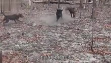 比特犬不是挺牛吗轮番挑战野猪，怎料被打得怀疑狗生！