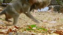 断手猴死了，它的孩子遭到公主暴力殴打，孤儿猴可怜