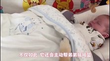 柴犬自从有了弟弟，从“网瘾少年”变成了超级暖男