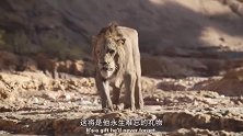 狮子王：小辛巴的狮吼奶凶奶凶的，山崖上还有鬣狗！