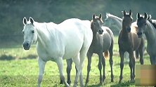 这匹马人工培育的马 卖价高达百万 专家却说它有毛病