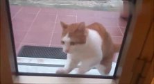 猫咪在外面玩够了想进门，结果遭到主人戏耍，不给开门