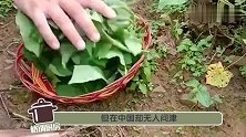 日本人最爱吃的长寿菜，我国产量大但没人吃，含钙比牛奶高