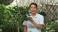 茶花叶片“穿着一层厚厚的青衣”？谨记这处理方法，不然越养越差