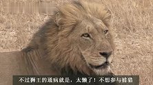 狮王成了甩手掌柜！坐看狮群捕猎野牛失败，绝不帮手