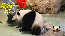 贪吃的熊猫宝宝圆仔嫌奶爸给的竹笋太少，直接把头钻进桶里，好萌