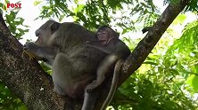 小猴（Milo)大声叫喊，愤怒猴妈不分享食物给它！