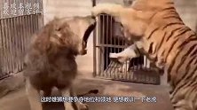 5只老虎遇上1只狮子，老虎会团结起来吗
