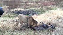 巨大的蒙格雄狮捕获角马，允许幼崽一同进食